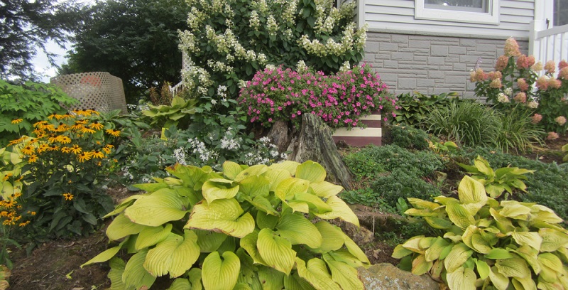 Watering Techniques for Optimal Hosta Care