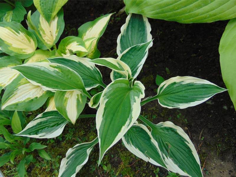 Watering Techniques for Optimal Hosta Care