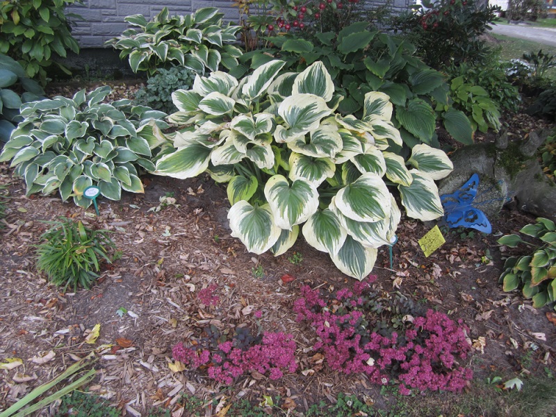 Watering Techniques for Optimal Hosta Care