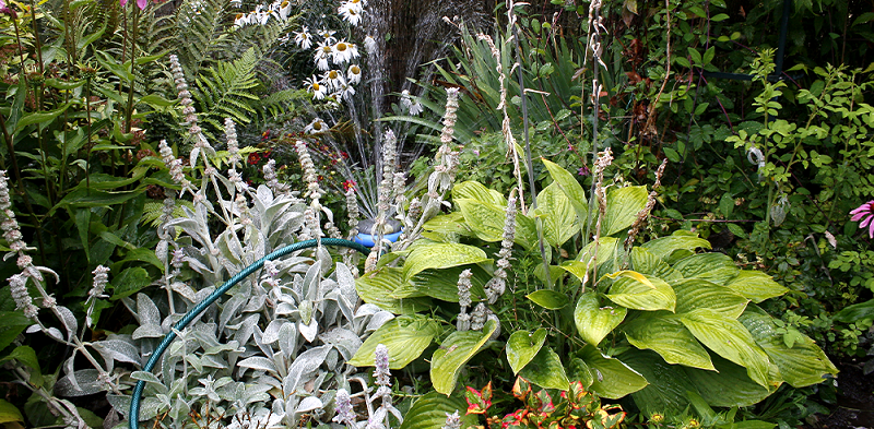 Step-by-Step Guide for Planting Hostas with Optimal Spacing