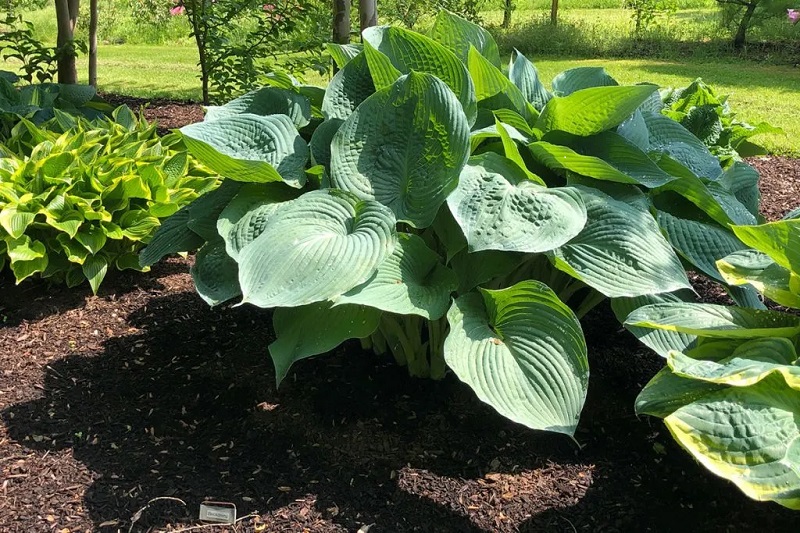 Step-by-Step Guide for Planting Hostas with Optimal Spacing