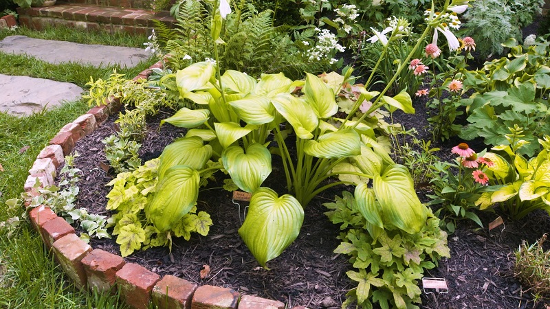 Step-by-Step Guide for Planting Hostas with Optimal Spacing