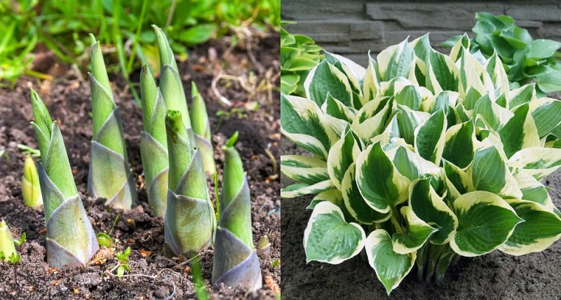 Understanding Hostas: A Brief Overview