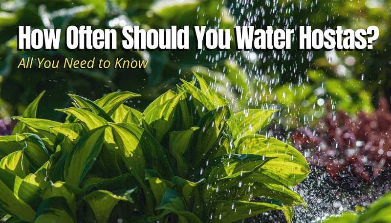 How Often Should You Water Hostas?