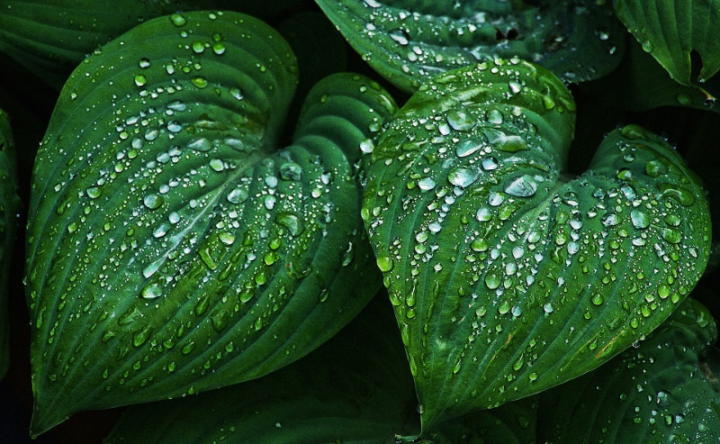 How Often Should You Water Hostas?