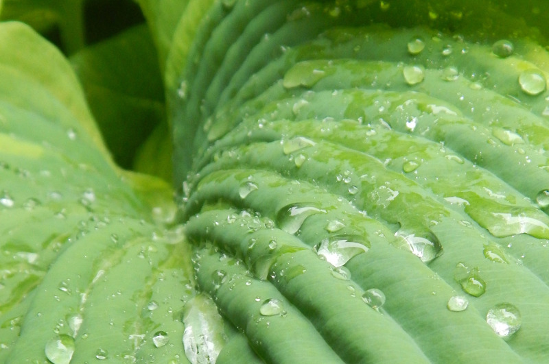 Best Time To Water Hostas