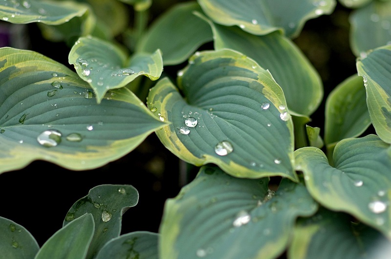 How to Water Hostas?