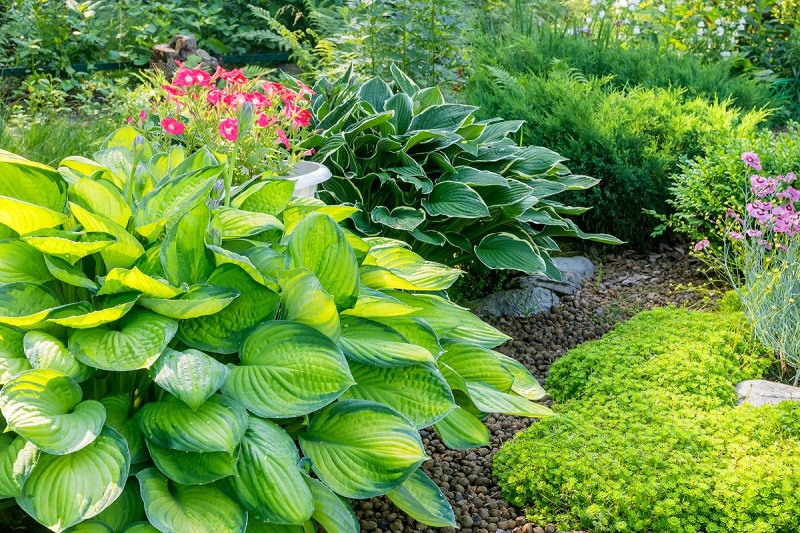 How to Water Hostas?