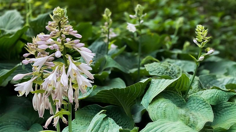 Things to avoid when watering Hostas plants