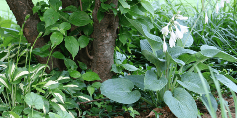 Best Time To Water Hostas