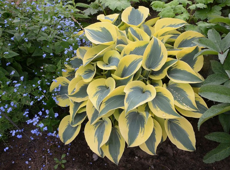 How To Care For Hostas In The Winter?