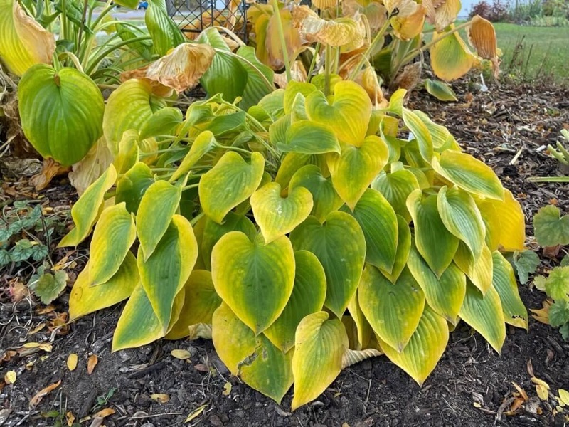 7 Hostas Fall Care Tips