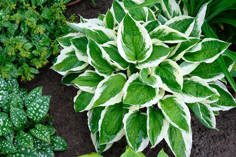 How To Care For Hostas In The Fall and Winter?