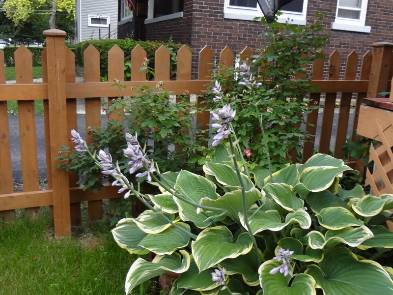 When Do Hostas Bloom?