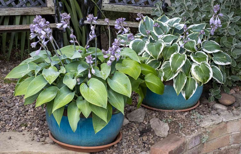 Factors affecting the blooming time of Hostas