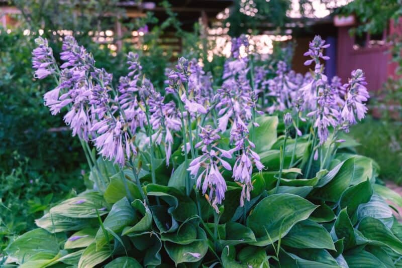 When Do Hostas Bloom?