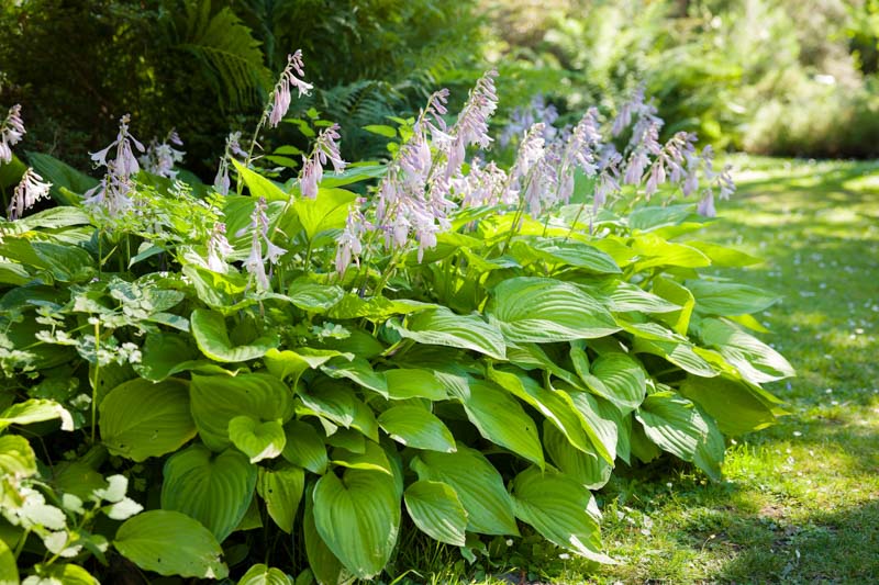 Factors affecting the blooming time of Hostas