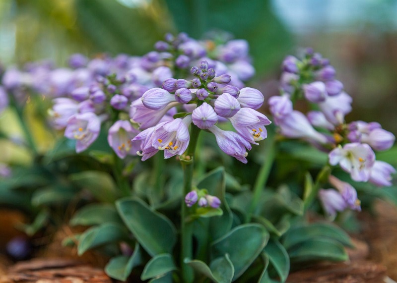 How to keep Hostas flowers healthy in the long run?