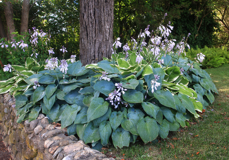 Do Hostas Plants Have Flowers?