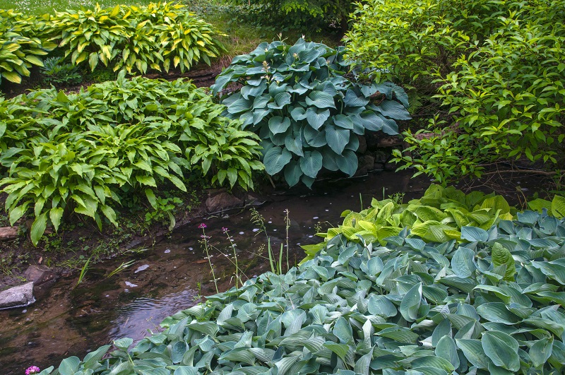 Where Are Hostas Native To?